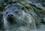 Сцена из фильма BBC: Наедине с природой: Правда о выдрах / BBC: Otters the truth (2004) BBC: Наедине с природой: Правда о выдрах сцена 9