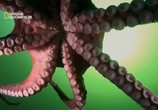 ТВ В Поисках гигантского осьминога / Search for the Giant Octopus (2009) - cцена 2