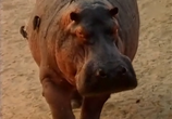 Сцена из фильма BBC: Наедине с природой: Бегемоты без воды / BBC: HIPPOS out of water (2004) 