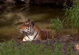 ТВ Индия: По следам тигра / India: On The Trail Of The Tiger (2014) - cцена 3