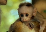 Сцена из фильма BBC: Умные обезьяны / Clever Monkeys (2008) BBC: Умные обезьяны сцена 3