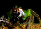 ТВ BBC: Наедине с природой: Пауки с марса / Spiders from mars (2004) - cцена 4