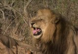 Сцена из фильма National Geographic: Львы-хулиганы / Lions Behaving Badly (2005) National Geographic : Львы-хулиганы сцена 1