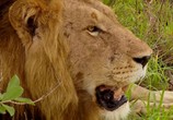 Сцена из фильма Дикая Южная Африка: Большая пятерка / Wildlife South Africa: Big Five (2012) Дикая Южная Африка: Большая пятерка сцена 6
