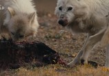 Сцена из фильма Королевство белого волка / Kingdom of The White Wolf (2019) Королевство белого волка сцена 9