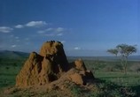 ТВ BBC: Наедине с природой: В осаде-война термитов / The besieged War of the Termites (2004) - cцена 6