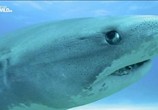 ТВ Молниеносные акулы / Blitzkrieg sharks (2016) - cцена 4