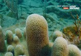 Сцена из фильма Корабельные рифы / Reef Wrecks (2016) Корабельные рифы сцена 3