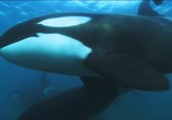 Сцена из фильма Дельфины скрытой камерой / Dolphins: Spy in the Pod (2014) Дельфины скрытой камерой сцена 17