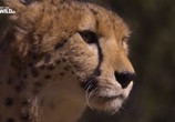 ТВ Чудо-гепард / The miracle cheetah (2017) - cцена 5