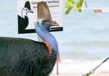 Сцена из фильма Дикие птицы Австралии / Wild Birds of Australia (2016) Дикие птицы Австралии сцена 11