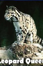 National Geographic: Королева леопардов