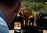 Сцена из фильма ВВС: Знакомство со слонами / Elephant Family and Me (2016) ВВС: Знакомство со слонами сцена 1