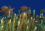 ТВ HDScape: Океанский аквариум / HDScape: Ocean Aquarium (2008) - cцена 3