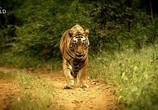 Сцена из фильма Схватка тигров / Clash of Tigers (2018) Схватка тигров сцена 4