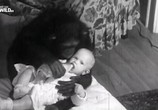 ТВ Американские шимпанзе: Шимпанзе в неволе / American chimpanzee: Chimps in captivity (2017) - cцена 5