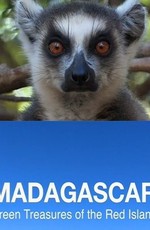 Мадагаскар. Зеленые сокровища Красного острова