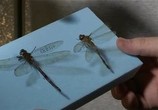 Сцена из фильма Вивисекция. Как устроены насекомые / Insect Dissection: How Insects Work (2012) Вивисекция. Как устроены насекомые сцена 3