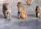 Сцена из фильма Слепая обезьяна / The blind monkey (2016) Слепая обезьяна сцена 4