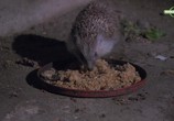 Сцена из фильма Год из жизни ежа / The Year of the Hedgehog (2009) 