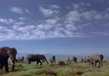 ТВ Discovery: Африка - королевство слонов / Discovery: Africa's Elephant Kingdom (1998) - cцена 1