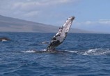 ТВ BBC: Морские гиганты / Ocean Giants (2011) - cцена 3