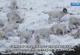 ТВ Рождество в дикой природе / It’s a wild Christmas (2018) - cцена 1
