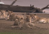 Сцена из фильма Война за территорию: львы и бегемоты / Turf War. Lions And Hippos (2013) Война за территорию: львы и бегемоты сцена 6
