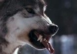 Сцена из фильма BBC: Поле битвы. Волки / BBC: Wolf Battlefield (2002) BBC: Поле битвы. Волки сцена 1