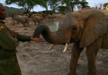 Сцена из фильма ВВС: Знакомство со слонами / Elephant Family and Me (2016) ВВС: Знакомство со слонами сцена 2
