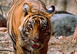 ТВ Сломанный хвост: Последнее путешествие тигра / Nature - Broken Tail: A Tiger's Last Journey (2011) - cцена 1