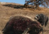 ТВ National Geographic: Доисторические хищники. Короткомордый медведь / Prehistoric Predators: Short-Faced Bear (2009) - cцена 4