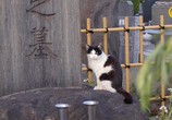 Сцена из фильма Страна кошек / Cat Nation: A Film About Japan's Crazy Cat Culture (2017) Страна кошек сцена 1