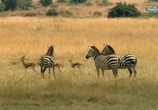 Сцена из фильма Великий поход зебр / Zebras on the Move (2009) Великий поход зебр сцена 2