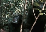 Сцена из фильма Обезьяны на тропе войны / Rise of the Warrior Apes (2016) Обезьяны на тропе войны сцена 1