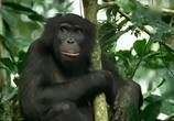 Сцена из фильма BBC: Наедине с природой: Карликовые Шимпанзе / BBC: Pygmy Chimpanzee (2004) BBC: Наедине с природой: Карликовые Шимпанзе сцена 8