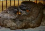 Сцена из фильма Знакомство с ленивцами / Meet the Sloths (2013) Знакомство с ленивцами сцена 3