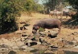 ТВ Национальный парк Серенгети / Serengeti (2011) - cцена 1