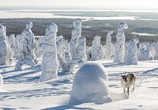 Сцена из фильма Приключения олененка / Aïlo: Une odyssée en Laponie (2019) 