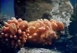 Сцена из фильма Подводные друзья / Veealused (1973) Подводные друзья сцена 2