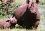 ТВ BBC: Наедине с природой: Последние из носорогов / Last of the Rhinos (2004) - cцена 5