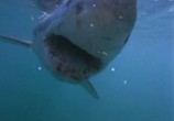 Сцена из фильма BBC: 10 самых опасных акул / BBC: Ten Deadliest Sharks (2001) BBC: 10 самых опасных акул сцена 2
