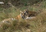 Сцена из фильма Самый знаменитый в мире тигр / The world's most famous tiger (2017) Самый знаменитый в мире тигр сцена 5