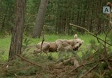 Сцена из фильма BBC: Животные в объективе / Animals With Cameras (2018) BBC: Животные в объективе сцена 14