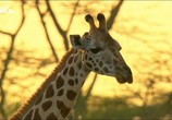 Сцена из фильма Жираф: Африканские гиганты / Giraffe. African Gian (2015) Жираф: Африканские гиганты сцена 2