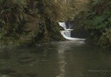 Сцена из фильма Живые Пейзажи: Тропический Лес Олимпик / Living Landscapes: Olympic Rainforest (2008) 