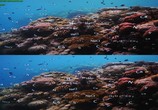 ТВ Последний риф 3D / The Last Reef 3D (2012) - cцена 4