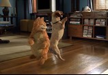 Сцена из фильма Гарфилд / Garfield (2004) Гарфилд
