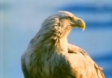 ТВ BBC: Наедине с природой: Империя Орлана / The Eagle Empire (2004) - cцена 4