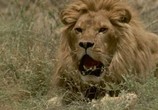 Сцена из фильма Прогулка со львами / To Walk with Lions (1999) Прогулка со львами сцена 6